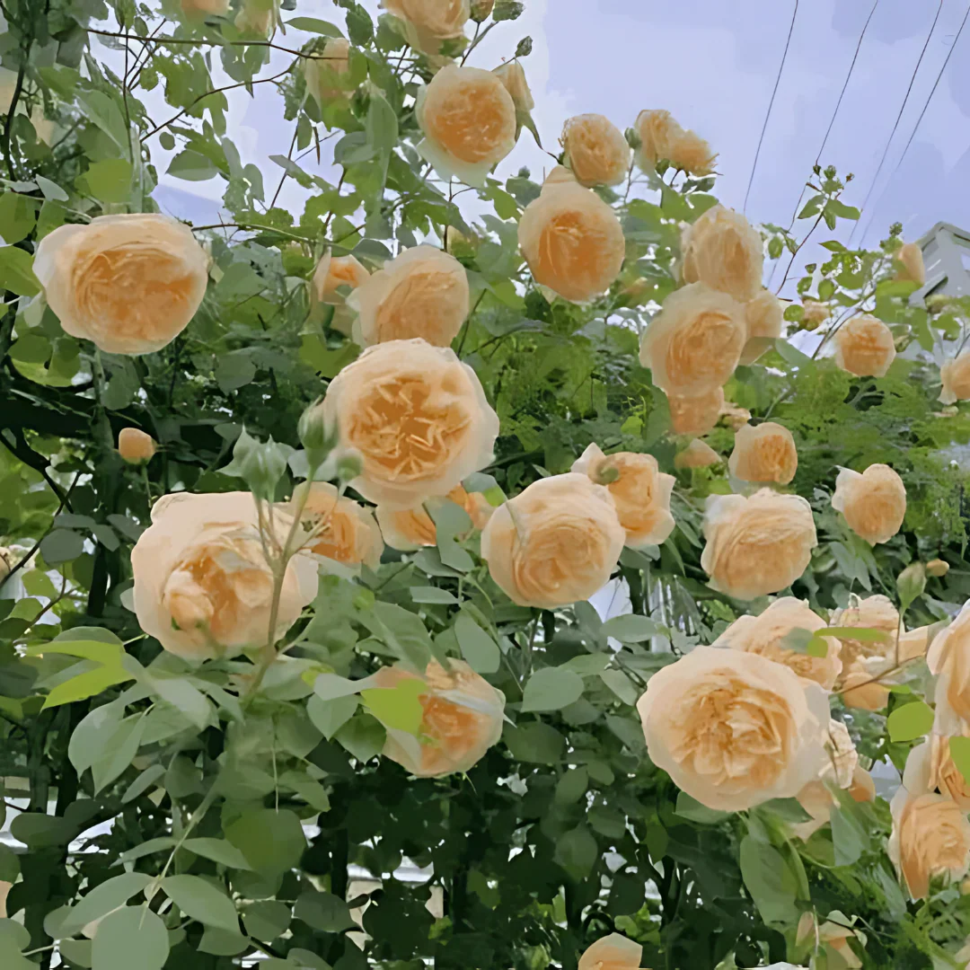 Elegant Climbing Rose Flower Seeds - Image 3
