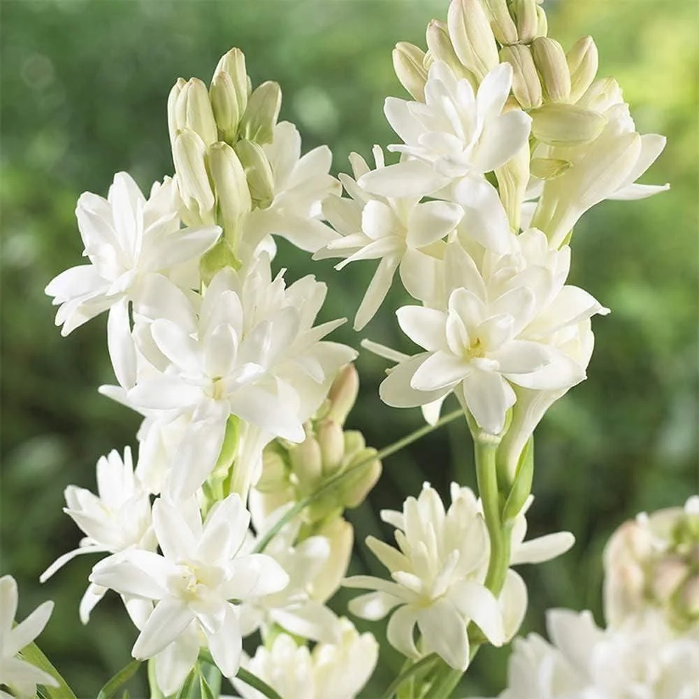 Rajnigandha Double Patel Tuberose Bulbs (Pack of 2) - Image 3