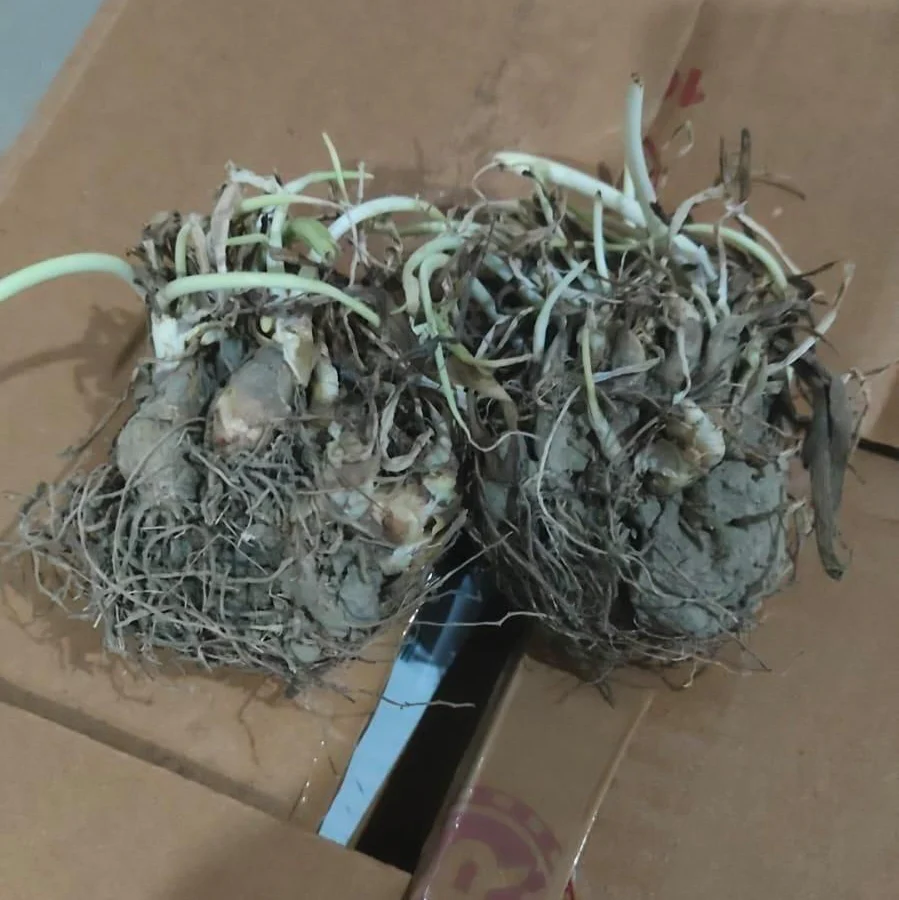 Rajnigandha Double Patel Tuberose Bulbs (Pack of 2) - Image 5